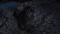 Обои к фильму «Прости, детка (2025)» — (48 из 89)