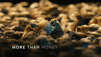 More Than Honey