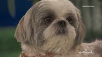 The 2018 American Rescue Dog Show