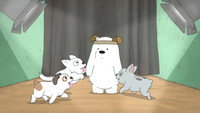 Pet Shop