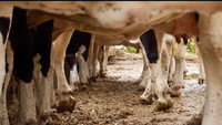 «Les vaches n'auront plus de nom (2019)» — обои к фильму #1