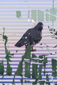 Tugging Diary Poster