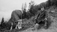 «Корова и солдат (1959)» — обои к фильму #8