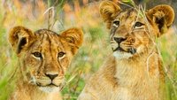 Gorongosa: Paradise Reborn