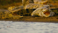 «Hippo vs Croc (2014)» — обои к фильму #4