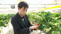 Global Branding Through Smart Farming - Hiroki Iwasa