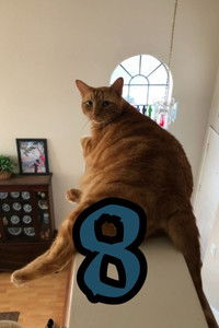 Imagem do Filme The Adventures of Murphy the Cat #8