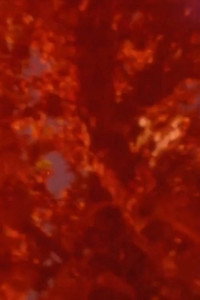 Постер фильма «The Cat of the Worm's Green Realm (1997)» — (10 из 13)