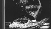 «Детство Кришны (1919)» — обои к фильму #1