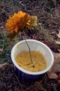 Imagem do Filme Macaroni Serenade