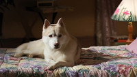 Обои к сериалу «Строго на юг (1994-1999)» — (12 из 33)