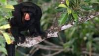Amazon Monkey