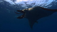Giants of San Benedicto: Giant Manta Rays