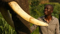 «Уникальные способности животных (2014)» — обои к сериалу #1