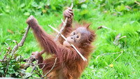 Flamingo and Orangutan