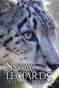 Постер сериала «Snow Leopards of Leafy London (2013)» — (2 из 4)