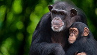 «Meet the Chimps (2020)» — обои к сериалу #1