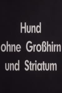 Hund ohne Großhirn und Striatum