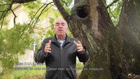 «Les arbres remarquables - Un patrimoine à protéger (2019)» — обои к фильму #2