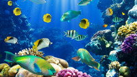 «Fish School 2 (2019)» — обои к мультфильму #1