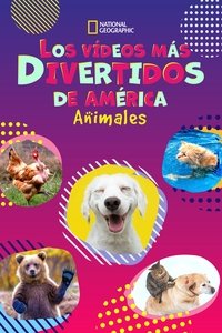 Poster de Los Vídeos Más Divertidos: Especial Animales