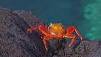 From the Andes to the Galapagos Islands
