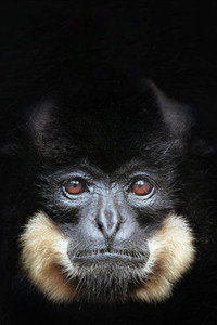 Постер сериала «72 Dangerous Animals - Asia (2018)» — (1 из 2)