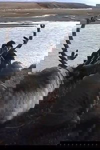 L'appel de la toundra