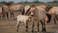 Wild Horses - A Tale From The Puszta