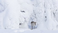 «Приключения олененка (2018)» — обои к фильму #3