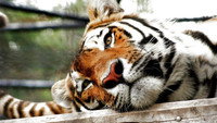 «Lost Land of the Tiger (2010)» — обои к сериалу #2