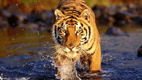 «Lost Land of the Tiger (2010)» — обои к сериалу #3