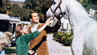 «Лошадь во фланелевом сером костюме (1968)» — обои к фильму #9