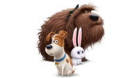 Обои к мультфильму «Тайная жизнь домашних животных (2016)» — (13 из 67)