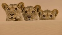 Desert Lions of the Namib - Departure and Return