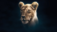 Обои к сериалу «Династии (2018)» — (11 из 35)