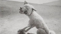 «Волк и журавль (1936)» — обои к мультфильму #1
