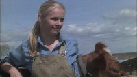 They Shoot Cows? (1)