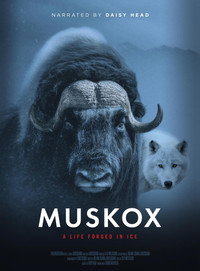 Muskox
