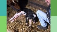 Ein kleines Kalb wird geboren