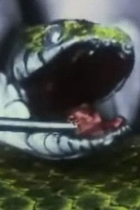 Imagem do Filme Una serpiente inofensiva. La culebra