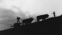 «Песнь тоски (1952)» — обои к фильму #2
