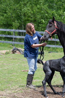 Wonder Horse