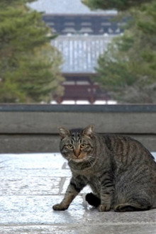 Nara