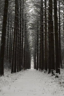 A Sasquatch Spotted in Siberia and More