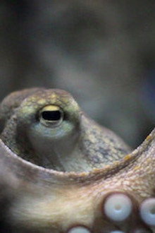Animal Intelligence