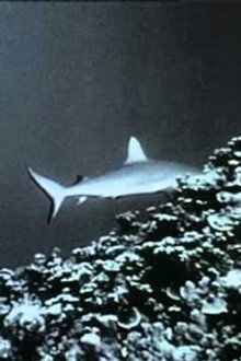 Dolphin Patrol