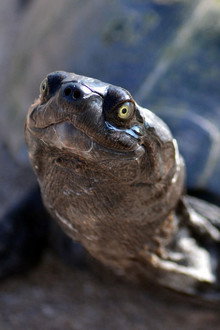 The Reptiles: Turtles and Tortoises