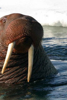 Toothwalkers: Giants of the Arctic Ice