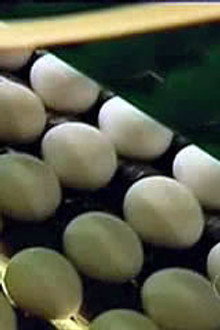 The Egg-Files
